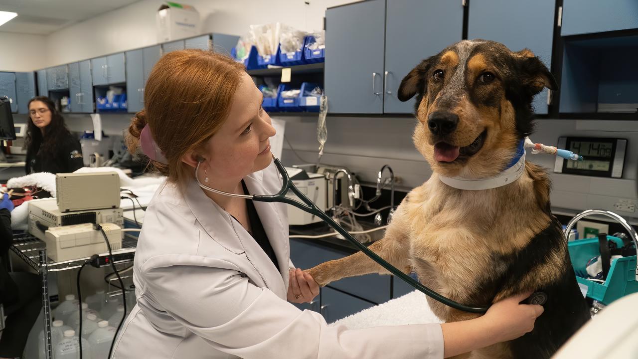 A female resident at the School of Veterinary Medicine uses a stethiscope during a checkup on a large dog